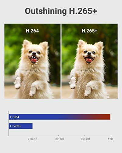 Comparison of H.264 and H.265+ video quality with a dog image.